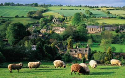 Cotswold sheep in field